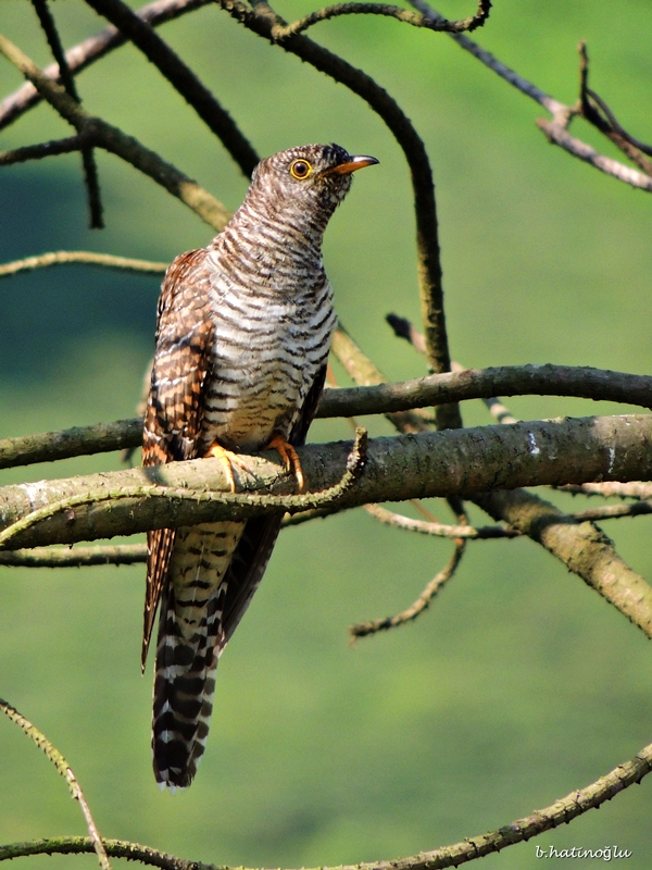 Common Cuckoo