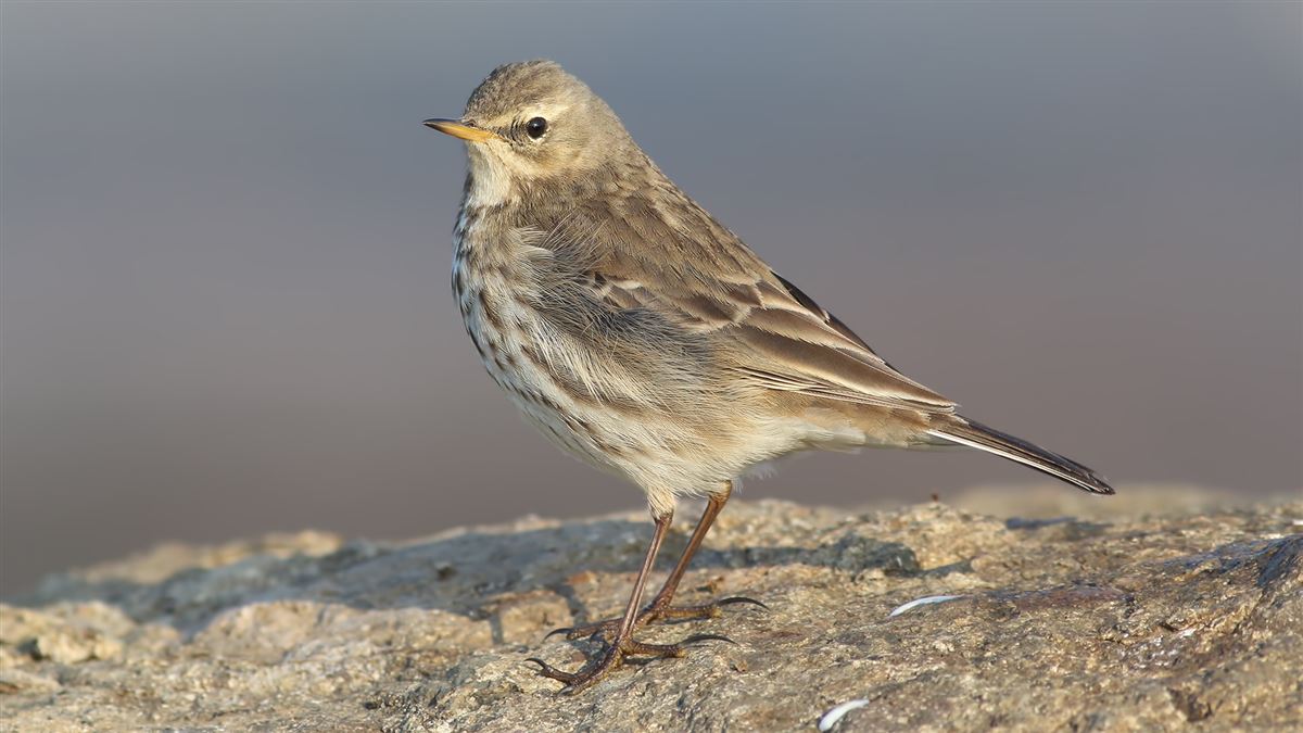 Water Pipit