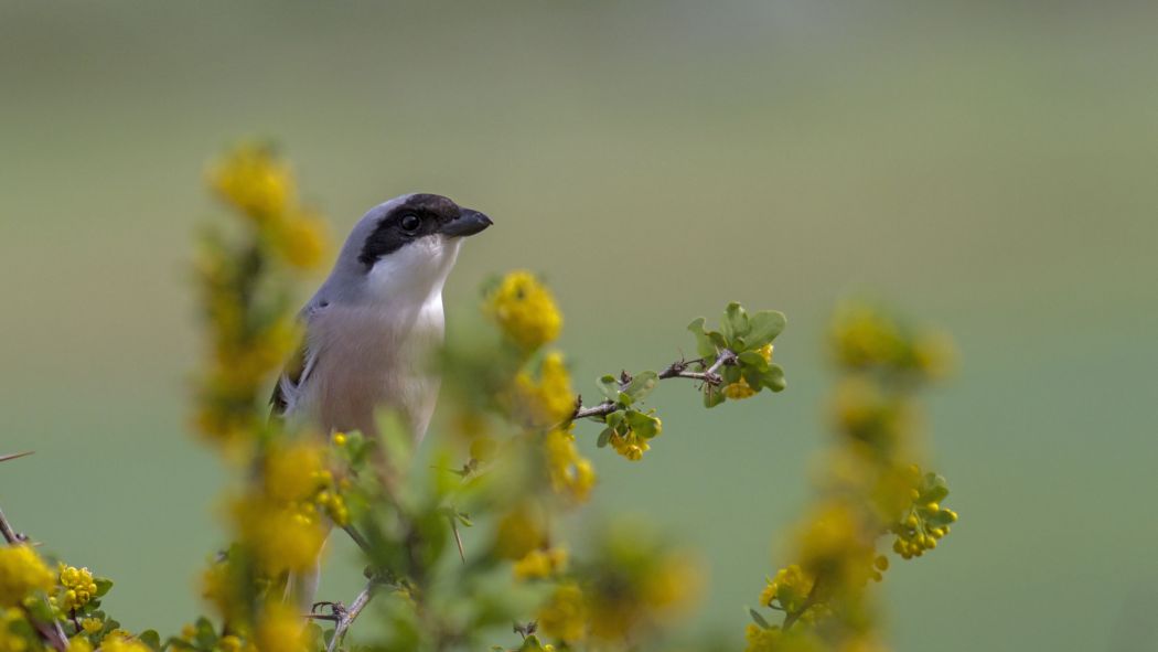 Lesser Grey Shrike