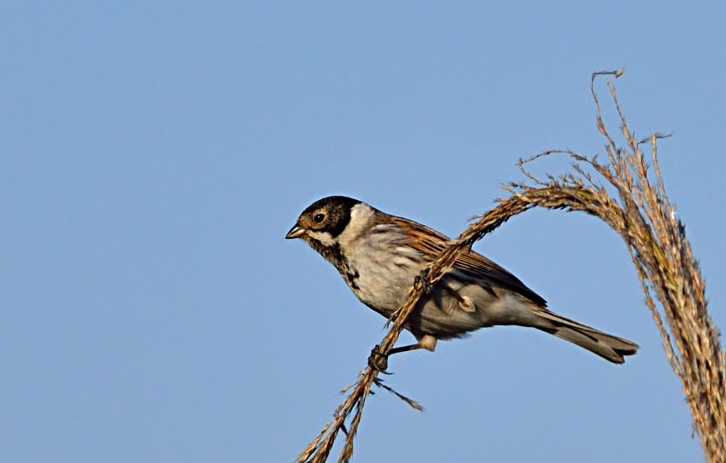 Common Reed Bunting