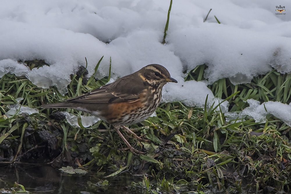 Redwing