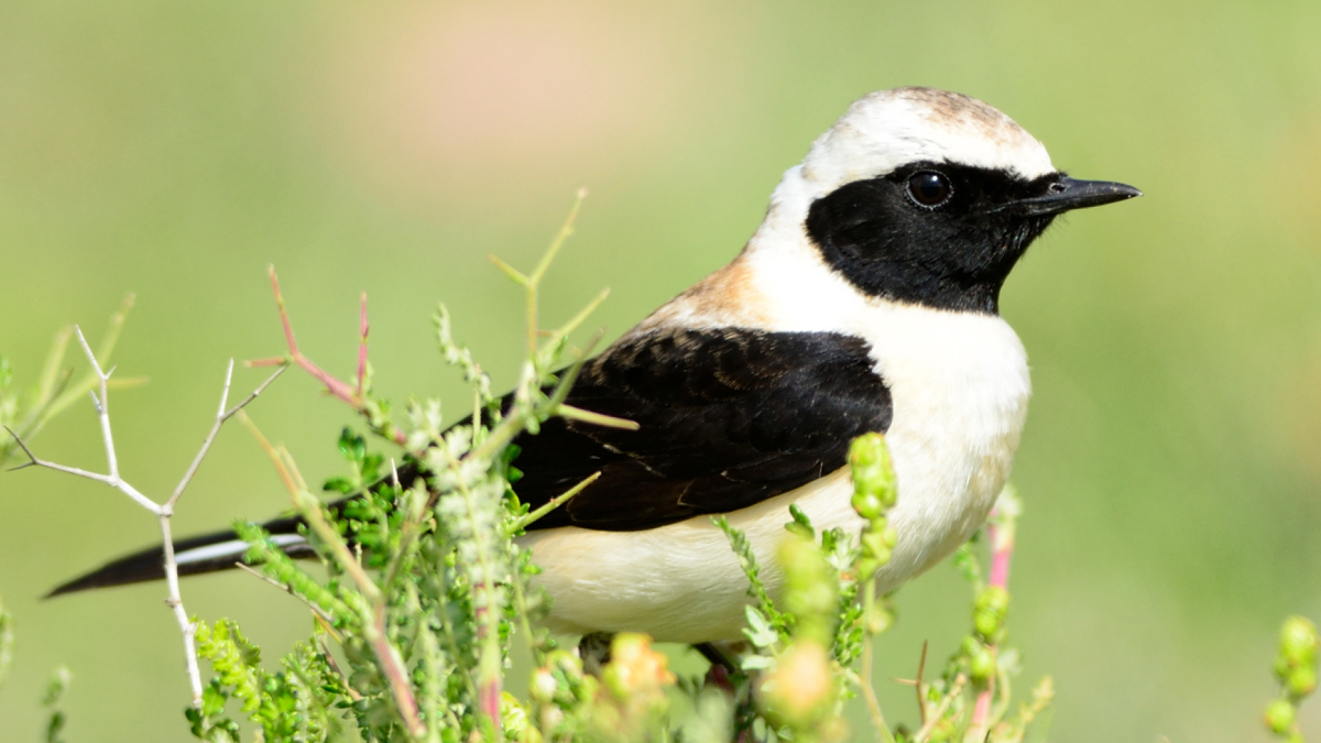 Black-eared Wheatear