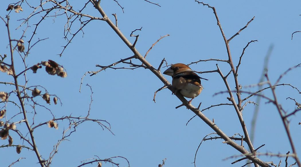 Hawfinch