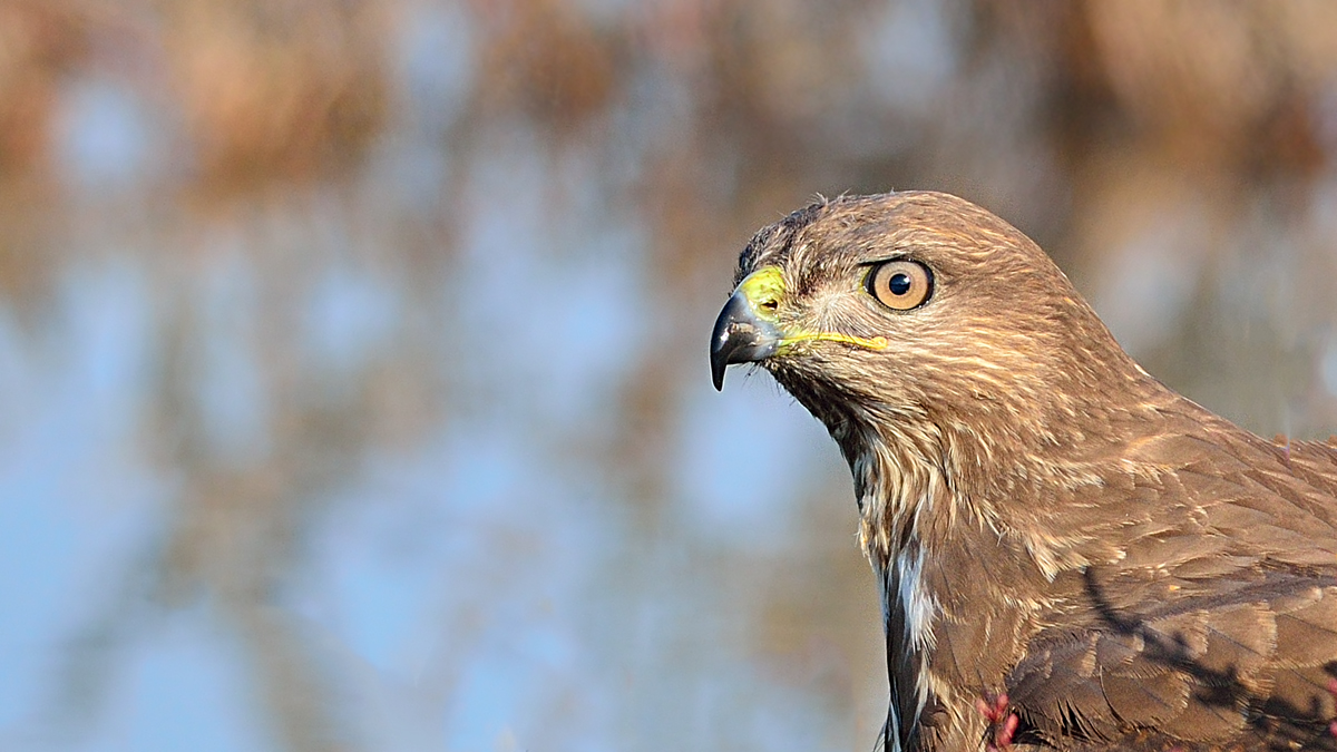 Common Buzzard