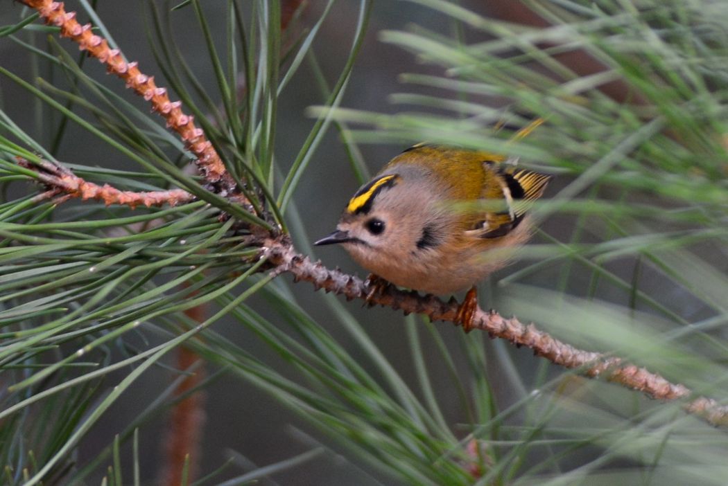 Goldcrest