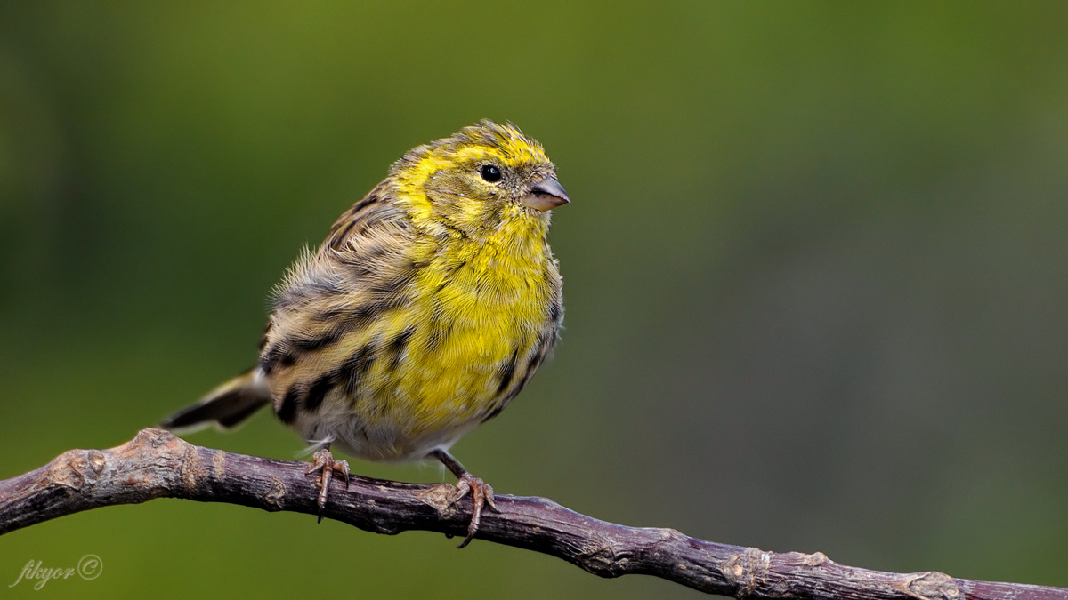 European Serin