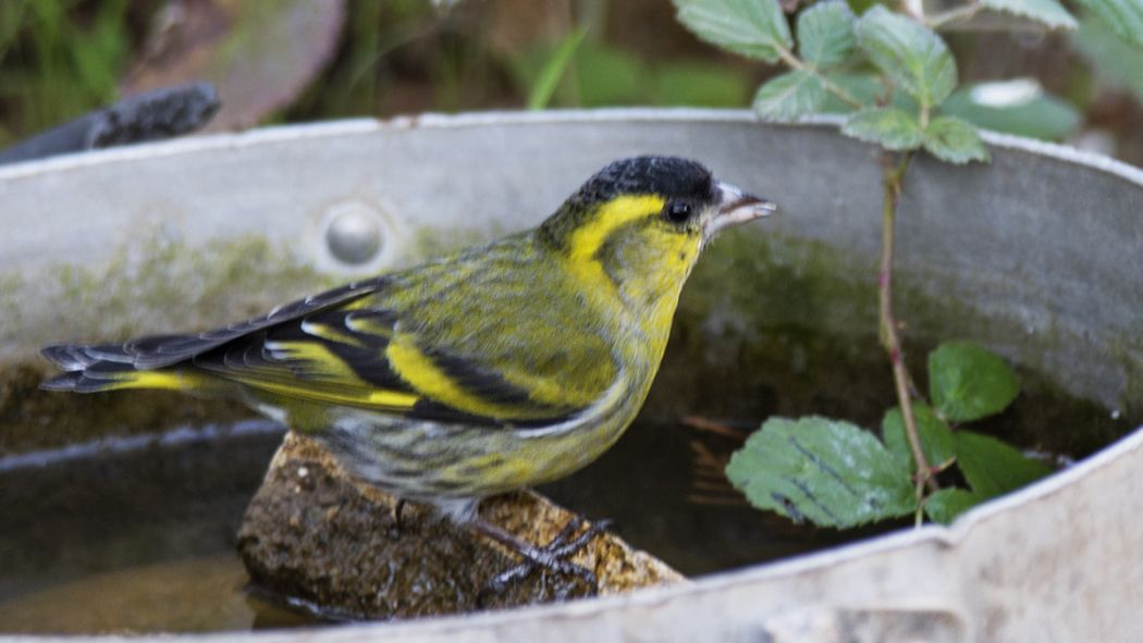 Eurasian Siskin