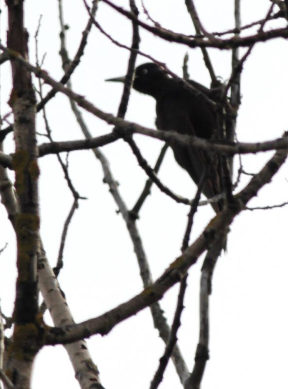 Black Woodpecker