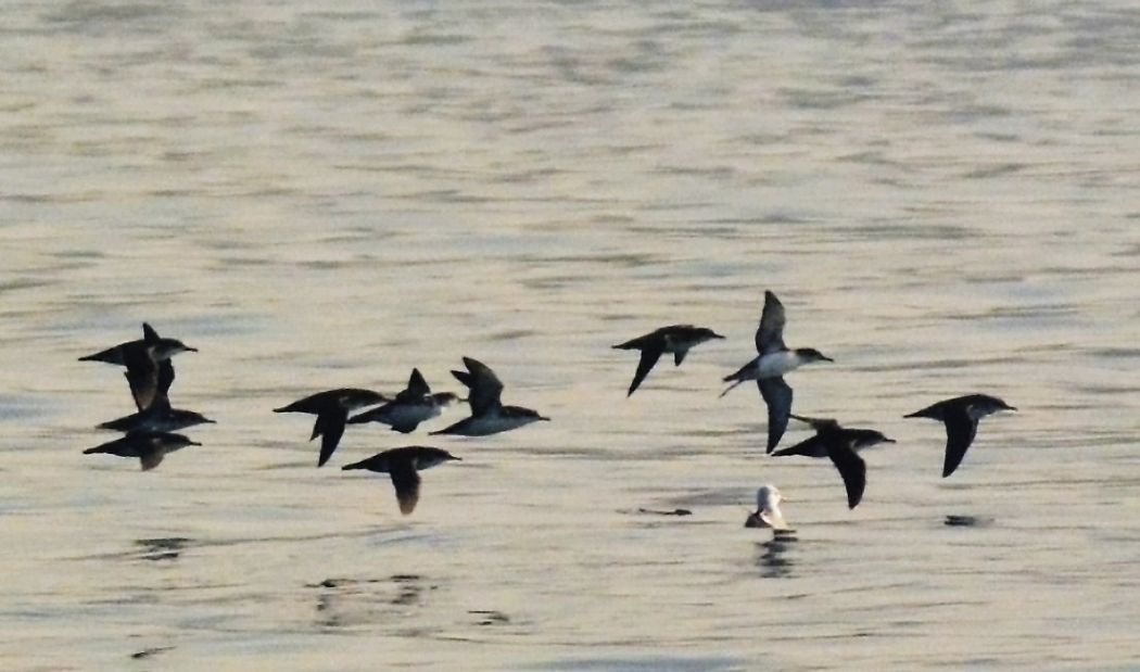Yelkouan Shearwater