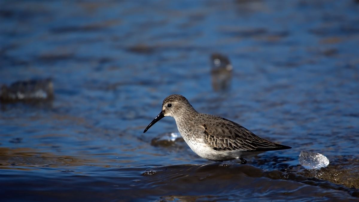 Dunlin