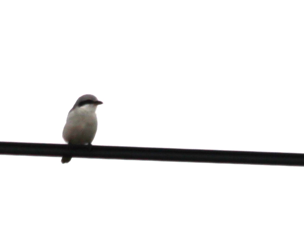 Great Grey Shrike
