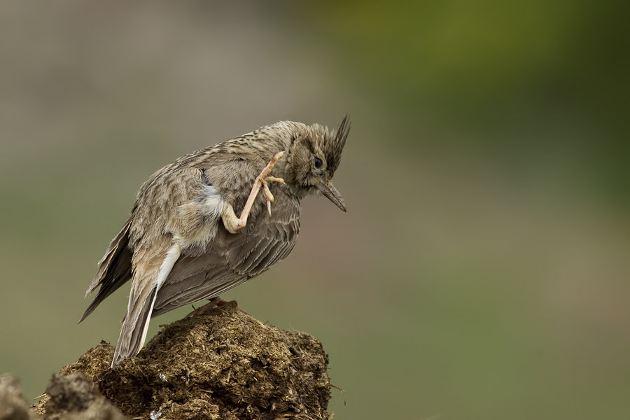 Crested Lark