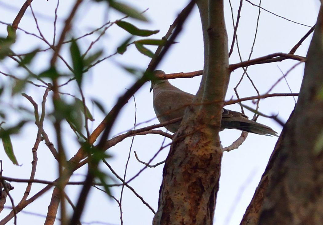 Eurasian Collared Dove