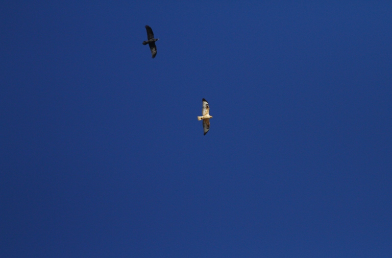Northern Raven