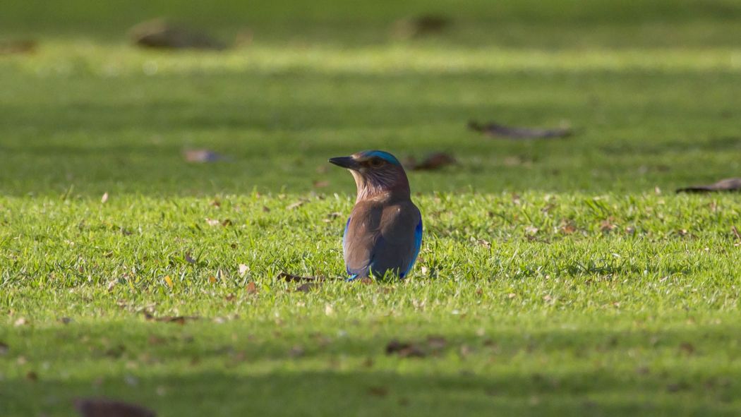 Indian Roller