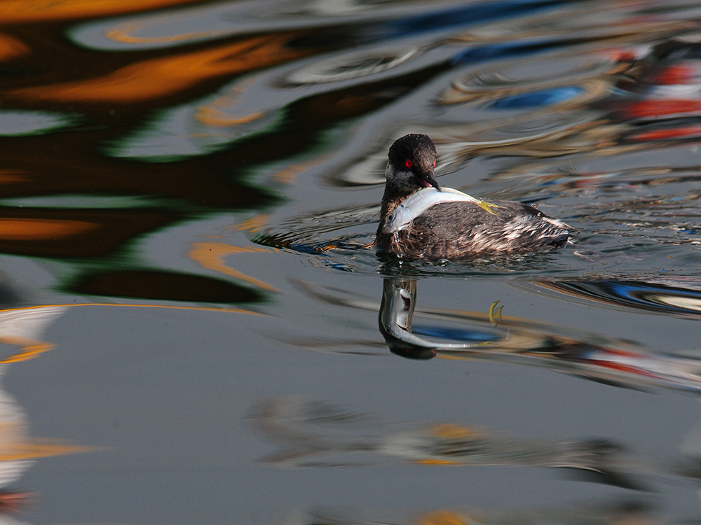Black-necked Grebe