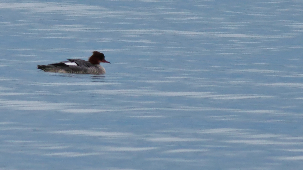 Common Merganser