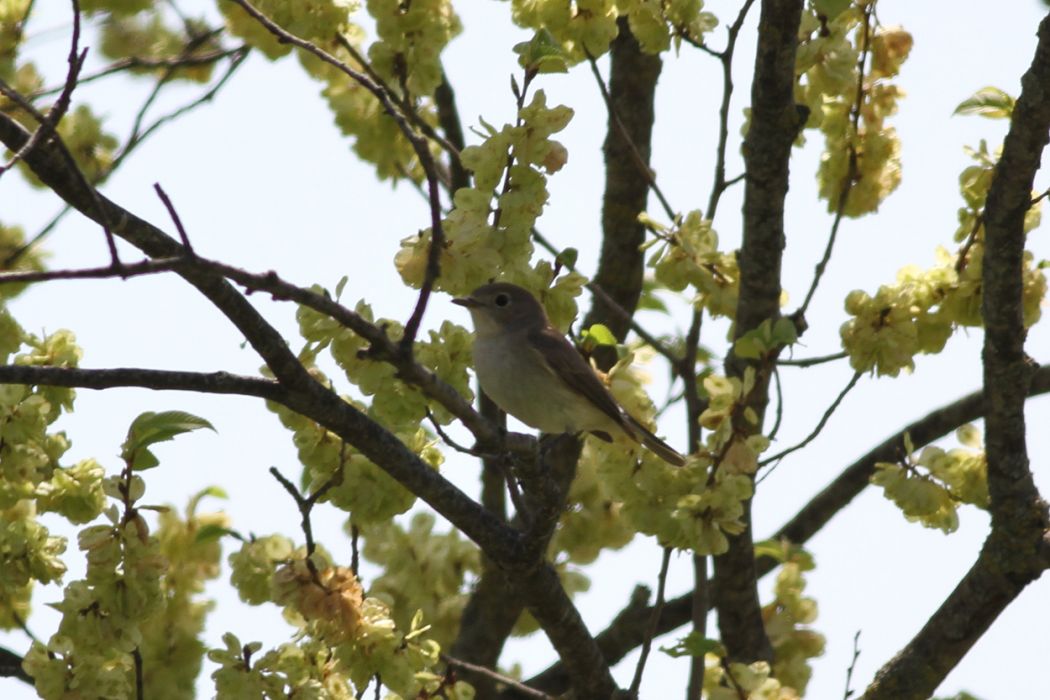 Red-breasted Flycatcher