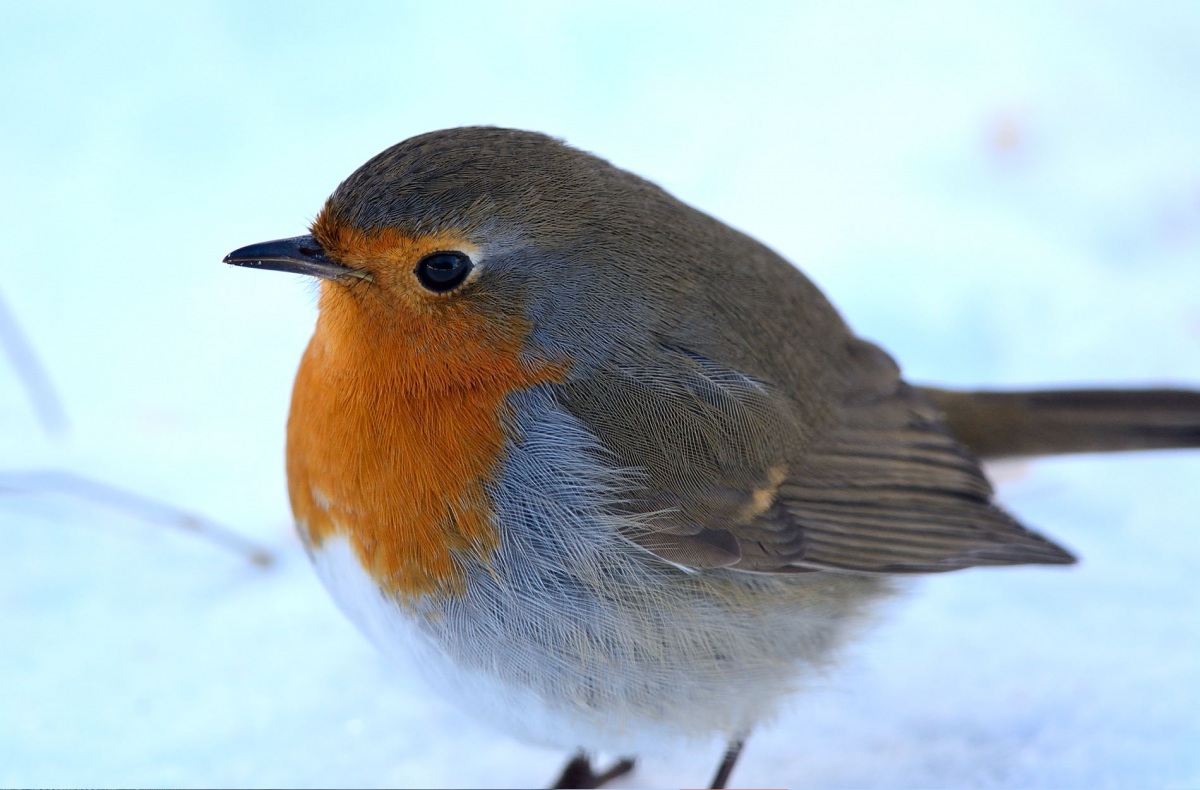 European Robin