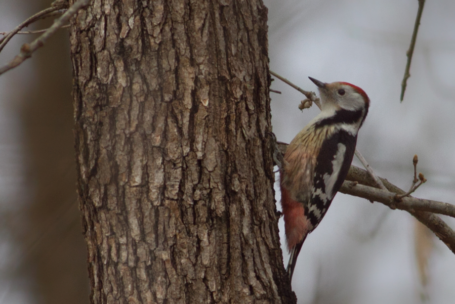 Middle Spotted Woodpecker