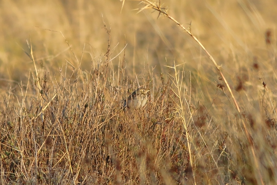 Richard`s Pipit