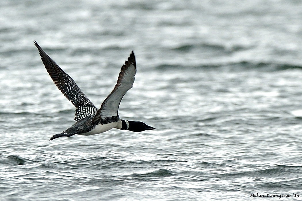 Common Loon