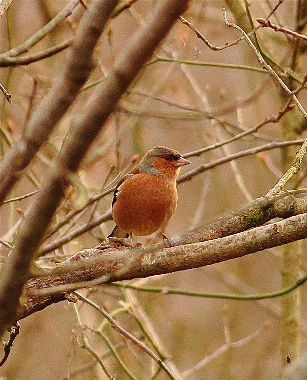 Eurasian Chaffinch