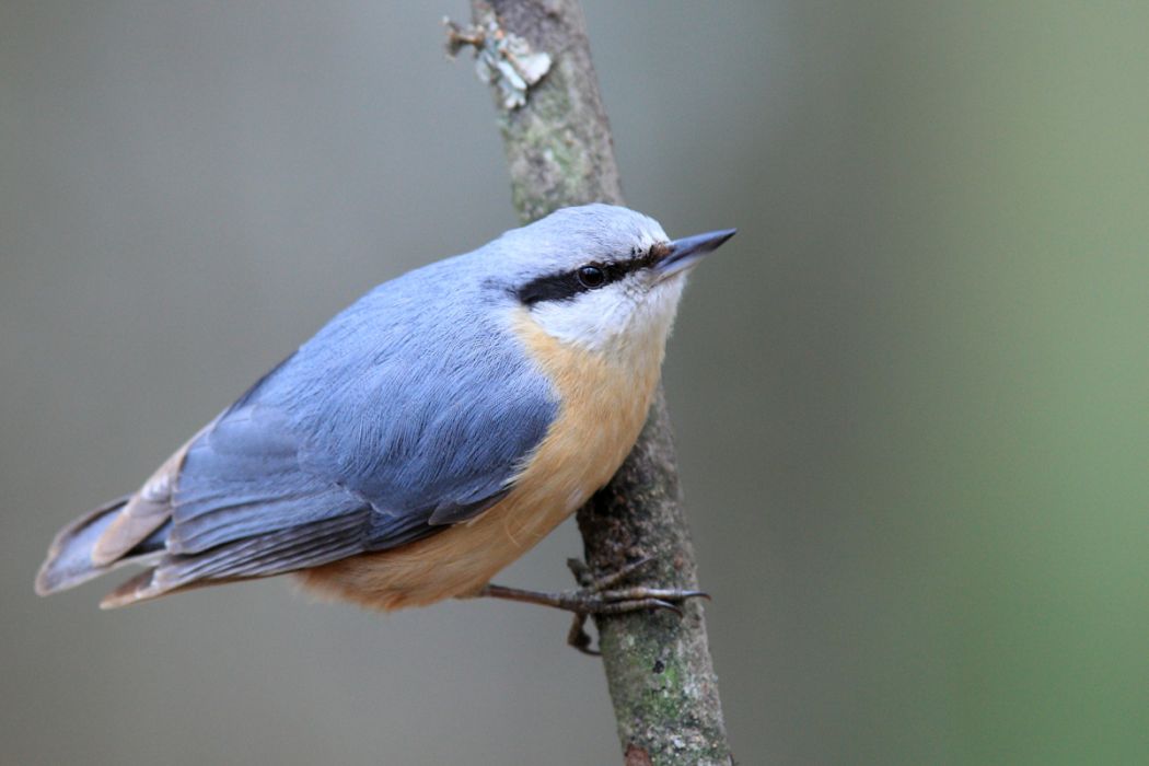 Eurasian Nuthatch