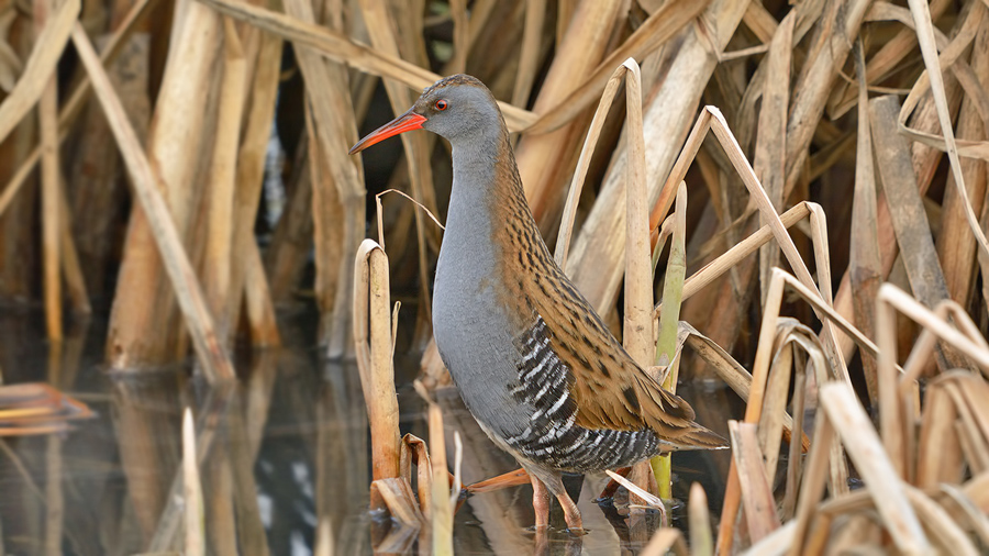 Water Rail