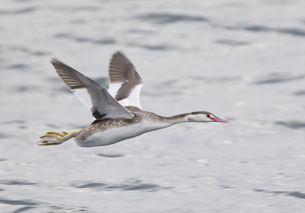 Great Crested Grebe