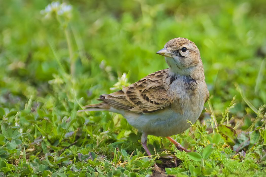 Greater Short-toed Lark