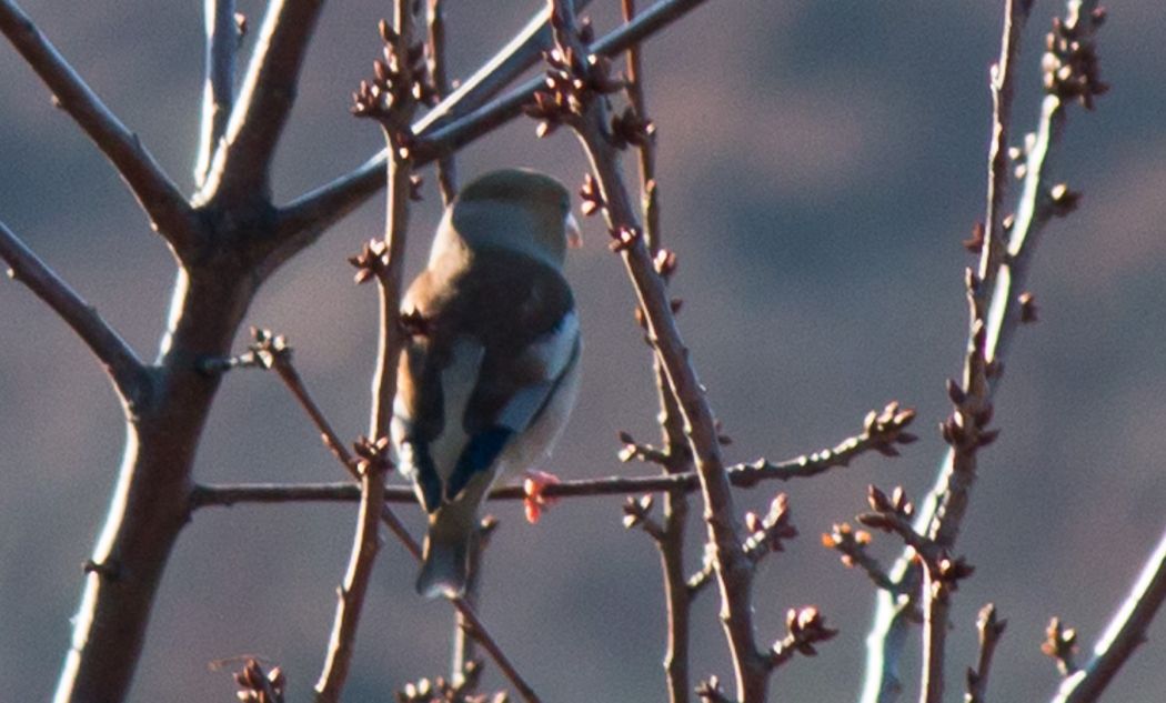 Hawfinch