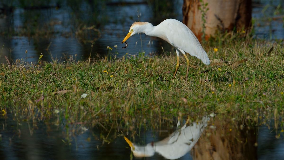 Western Cattle Egret