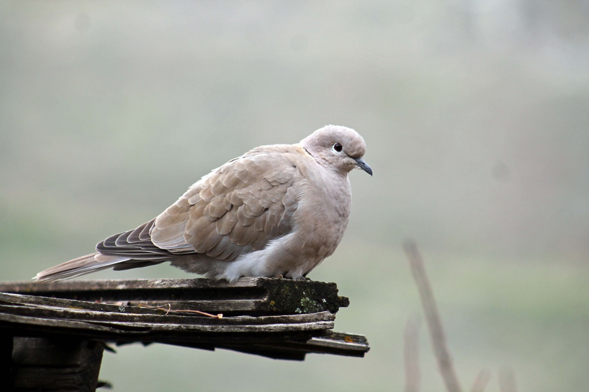Eurasian Collared Dove