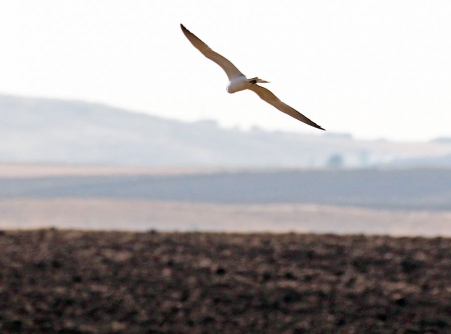 Pallid Harrier