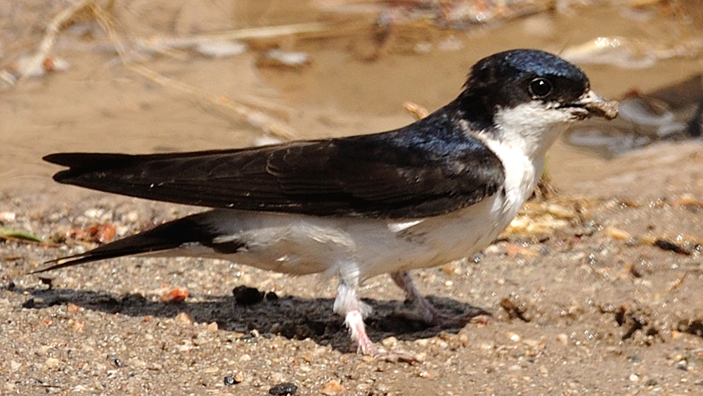Western House Martin