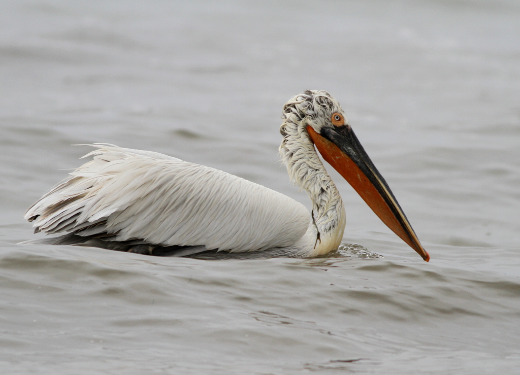 Dalmatian Pelican