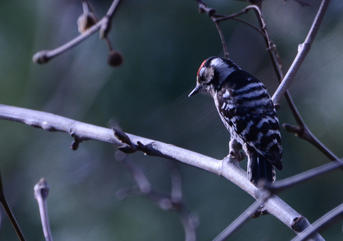 Lesser Spotted Woodpecker