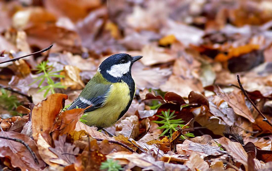 Great Tit