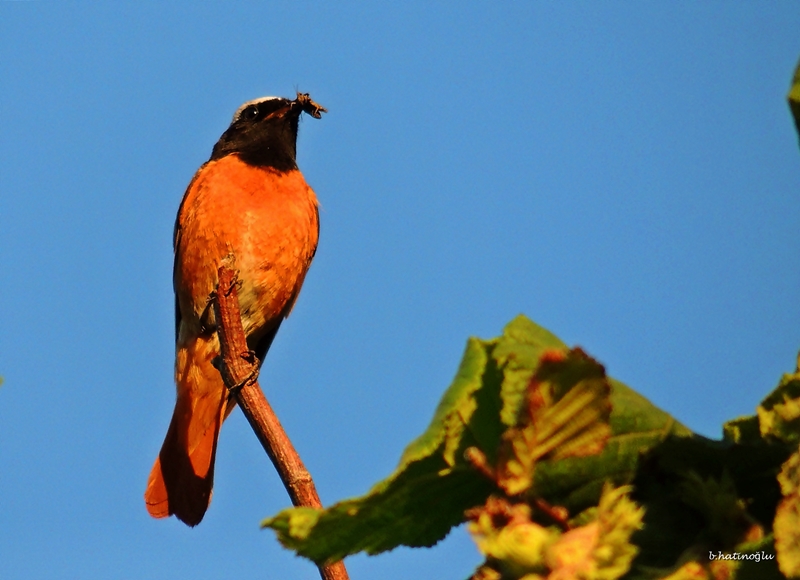 Common Redstart