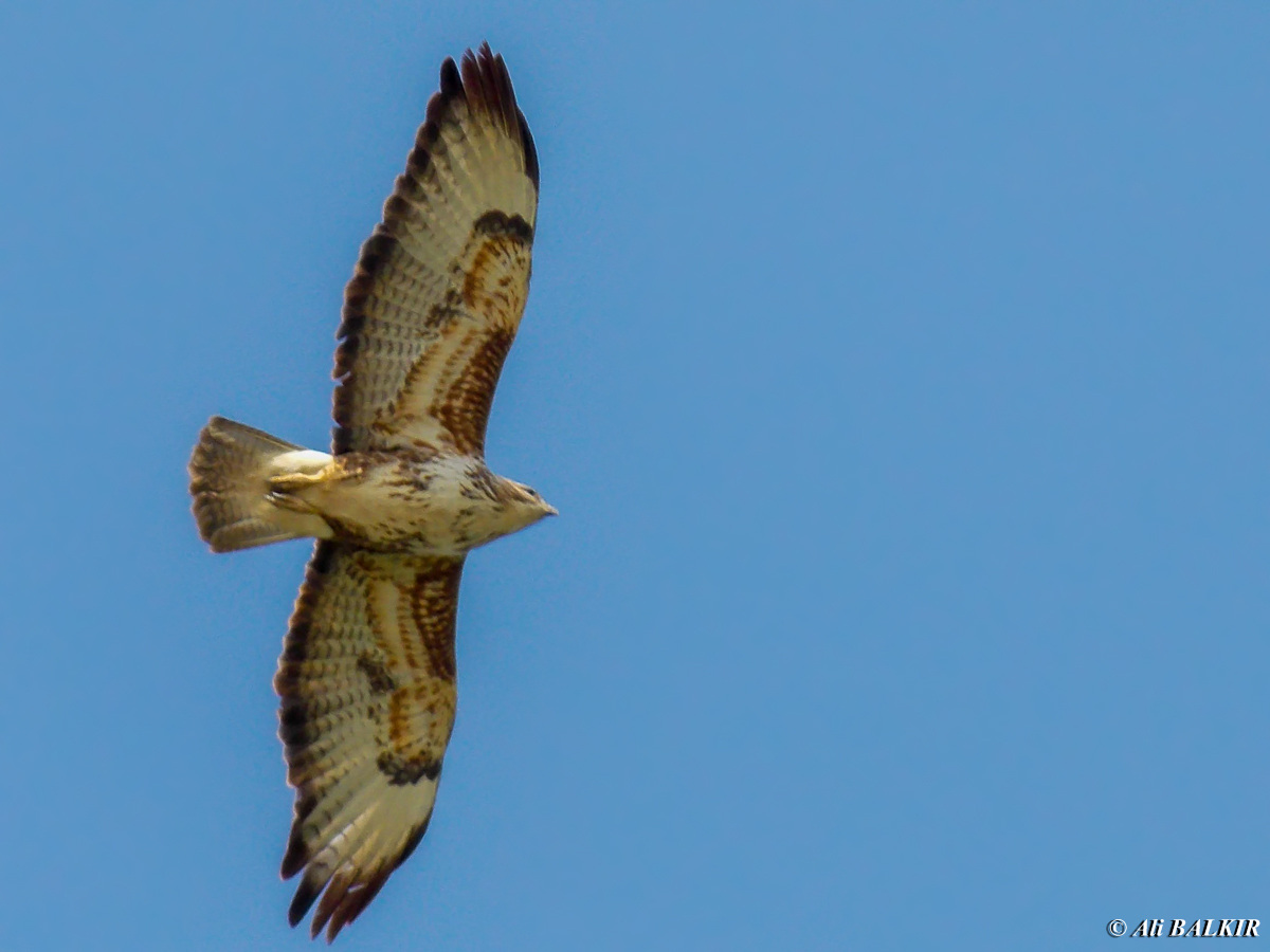 Common Buzzard