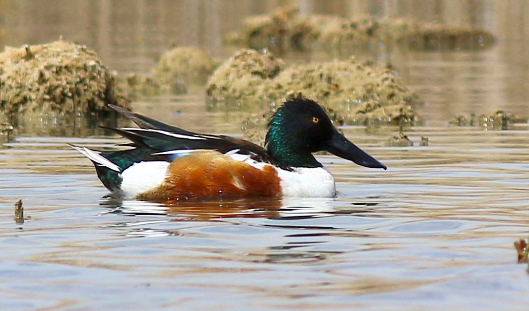 Northern Shoveler