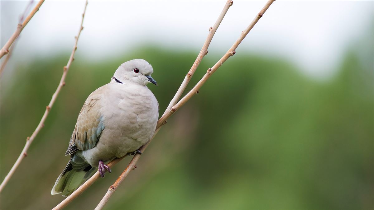 Eurasian Collared Dove