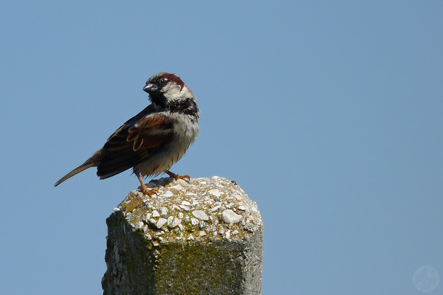 House Sparrow
