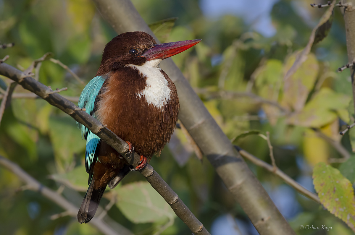 White-throated Kingfisher