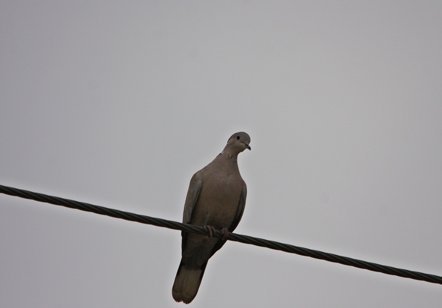 Eurasian Collared Dove