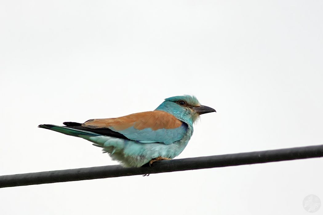 European Roller