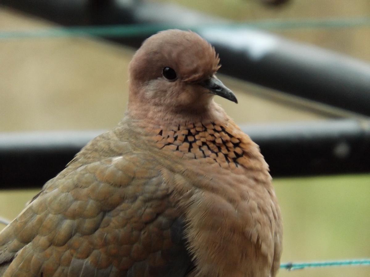 Laughing Dove