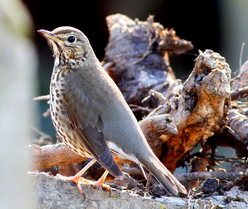 Song Thrush