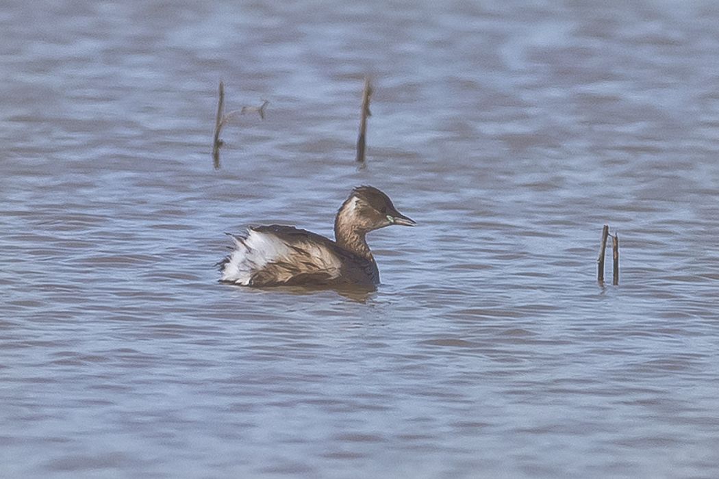 Little Grebe